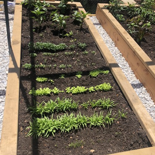 Backyard Vegetable Garden Installation Stamford Ct