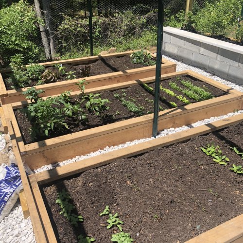 Vegetable Raised Beds Planting Stamford Ct